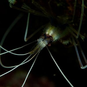 Coral Banded Shrimp (Stenopus hispidus)