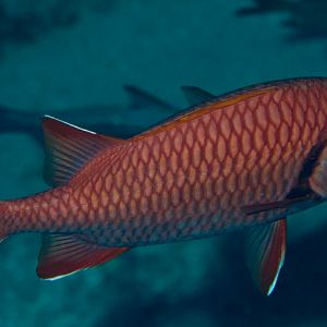 Bigscale Soldierfish (Myripristis berndti)