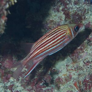 Squirrelfish