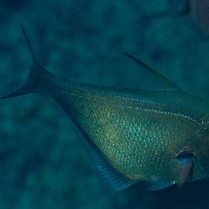 Copper Sweeper (Pempheris oualensis)