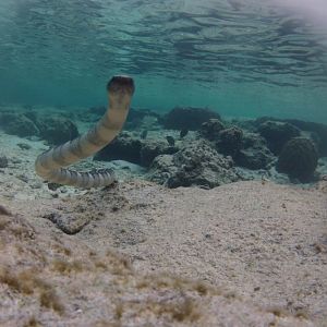 Brownbanded Seasnake (Laticauda schistorhynchus)