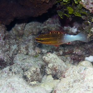 Bridled Parrotfish juvenile (Scarus frenatus)