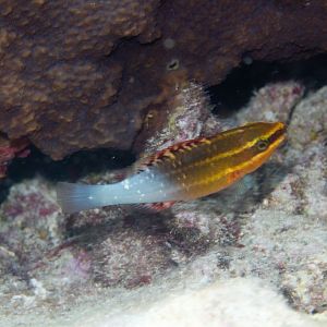 Bridled Parrotfish juvenile (Scarus frenatus)