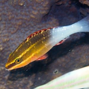 Bridled Parrotfish juvenile (Scarus frenatus)