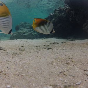 Threadfin Butterflyfish (Chaetodon auriga)