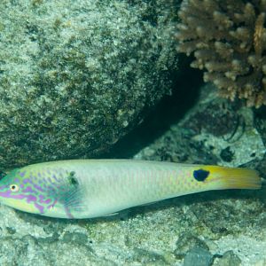 Threespot Wrasse (Halichoeres trimaculatus)