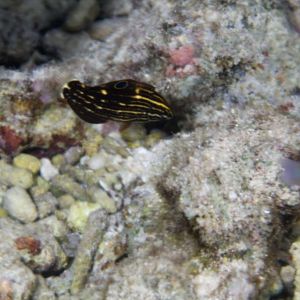 Dusky Wrasse juvenile (Halichoeres marginatus)