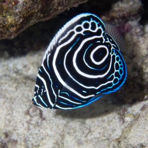 Emperor Angelfish juvenile (Pomacanthus imperator)
