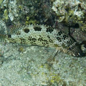 Hexagon Grouper (Epinephalus hexagonatus)