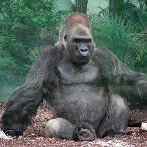 Gorilla: Roututu