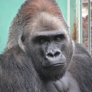 Gorilla: Roututu