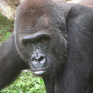 Gorilla: Bagira