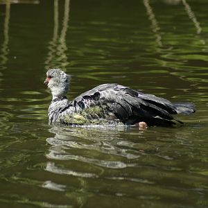 When I grow up I will turn pink and be a flamingo!!!