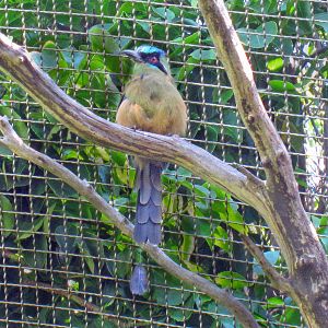 Blue-crowned Motmot