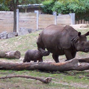Indian Rhino 2004