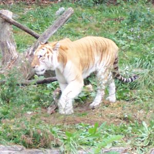 Golden Tiger 2004