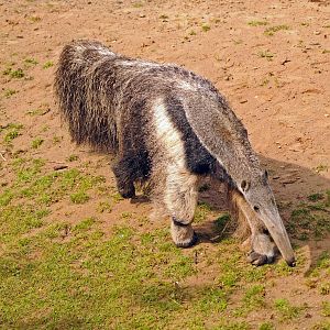 Giant Anteater