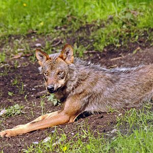 Iberian Wolf