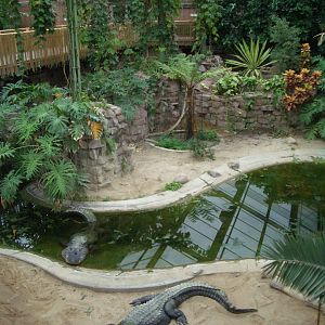 American Alligator 2005