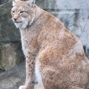 Altai Lynx 2010