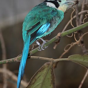 Long-tailed Broadbill (Psarisomus dalhousiae)