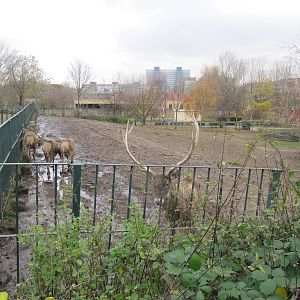 White lipped deer 2010