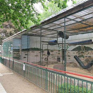 Black Crested Mangabey 2011