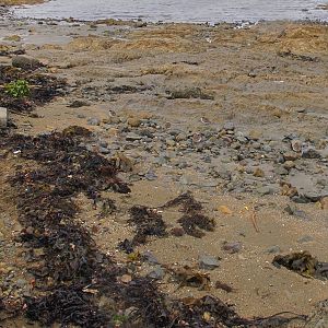 New Zealand Shore Plovers