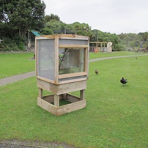 Duvaucel's Gecko Cage - Nga Manu