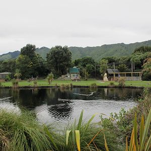 Main Pond - Nga Manu
