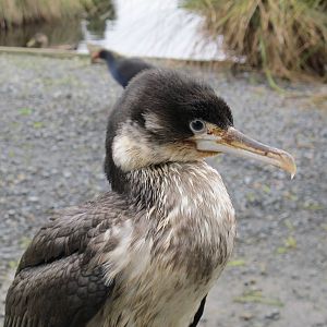 Pied Shag - Nga Manu