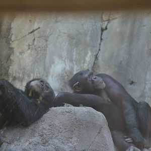 Chimpanzees