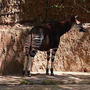 Okapi
