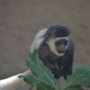 Juvenile Colobus Monkey