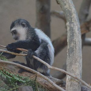 Juvenile Colobus monkey