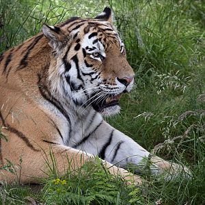 Amur Tiger - 21/07/2012