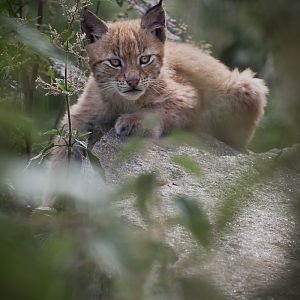 Northern Lynx Cub - 21/07/2012