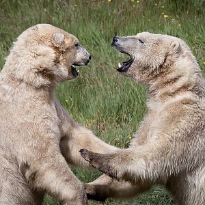 Polar Bears - 21/07/2012