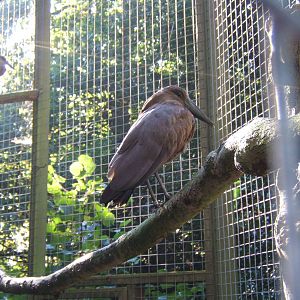 Hammerkop