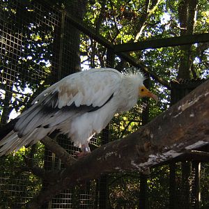 Egyptian Vulture
