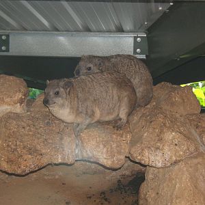 Rock Hyrax