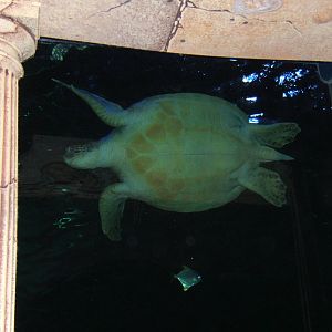 Green Sea Turtle