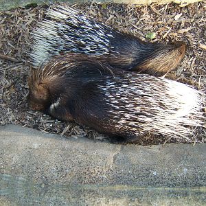 Indian Crested Porcupine