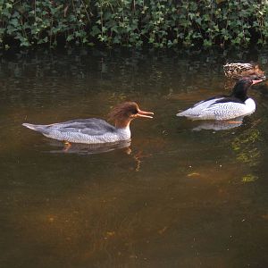 Scaly-sided Merganser