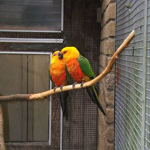 Jandaya Conure