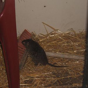 Nile Rat