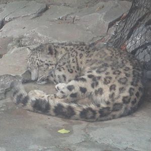 Jul. 2012-Renji, the Snow Leopard