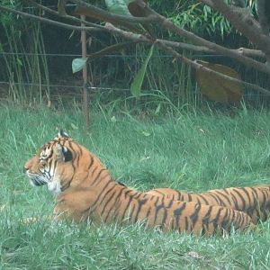 Jul. 2012-Taj, and Who-Dey, the Malayan Tigers