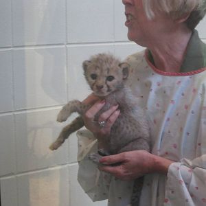 Jul. 2012-Baby Cheetah, Savanna