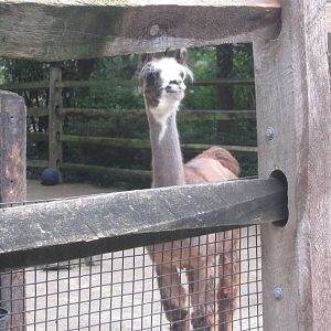 Jul. 2012-Llama